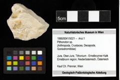 Foto (Objekt + Etiketten) von Pithonoton sp. 